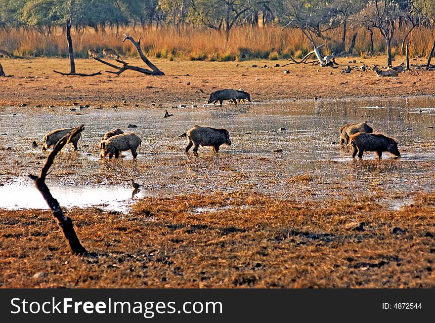 India, Ranthambore: Deers around the lake  at the end of the  afternoon