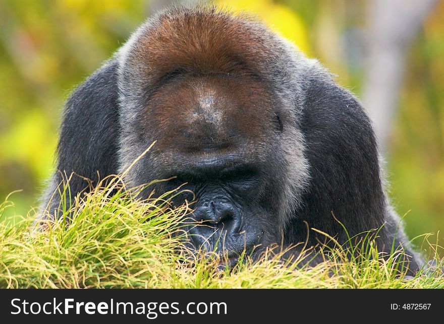 A close up of Silverback Gorilla