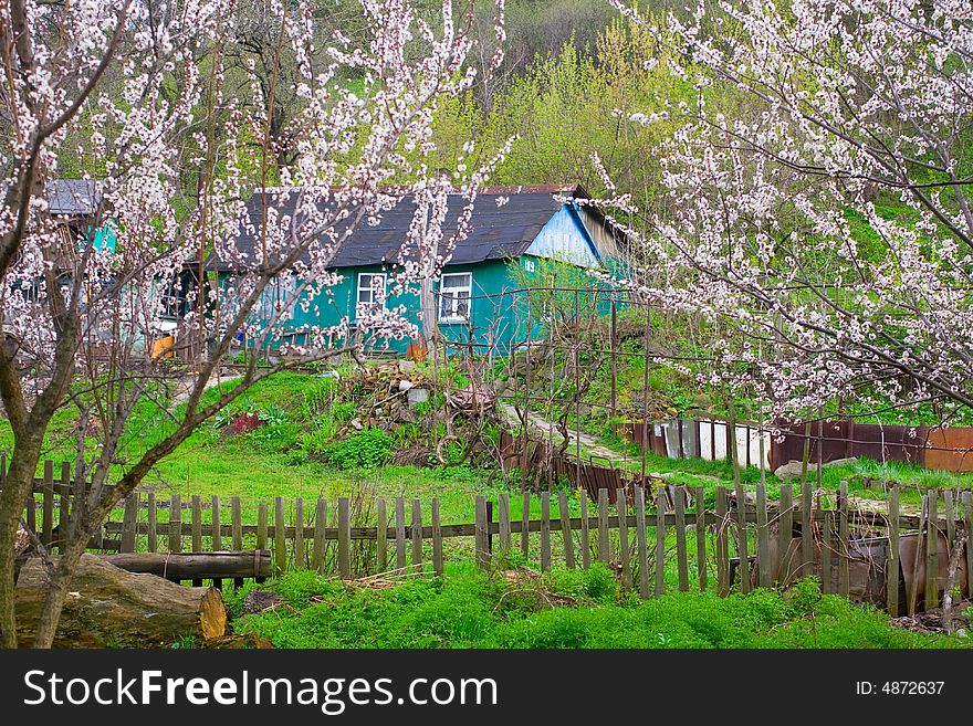 Old rural house with blooming apricot trees