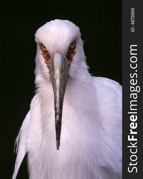 A large white bird with a very large beak and a hard stare. A large white bird with a very large beak and a hard stare
