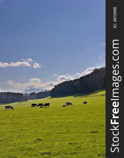 Cows in the swiss countryside, one of the symbols of Switzerland. Cows in the swiss countryside, one of the symbols of Switzerland