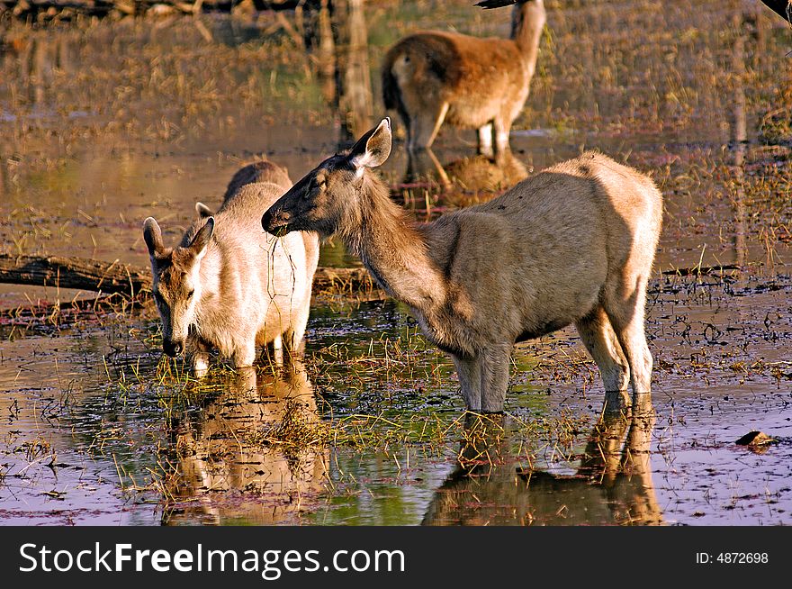 India, Ranthambore: Deers around the lake  at the end of the  afternoon