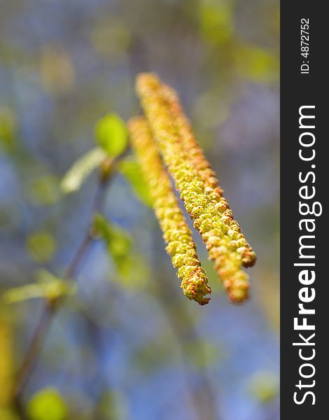 Beautiful yellow catkins over blue sky