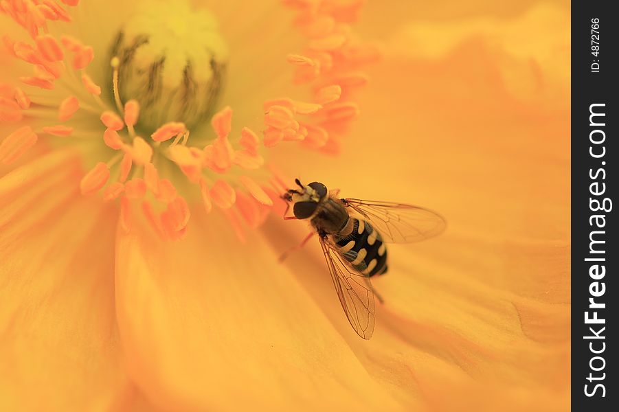 Honeybee approaches golden stamen