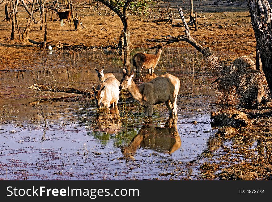 India, Ranthambore: Deers around the lake  at the end of the  afternoon