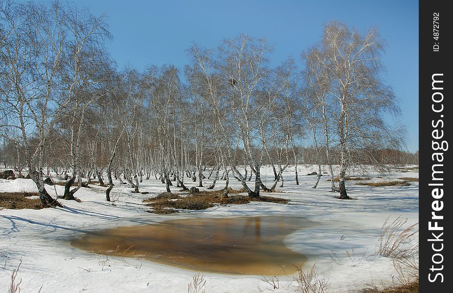 The last snow is in spring in the forest...