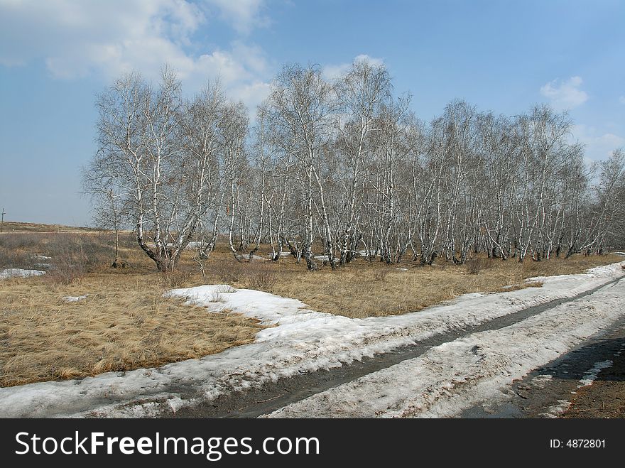 The Last Snow Is In Spring In The Forest