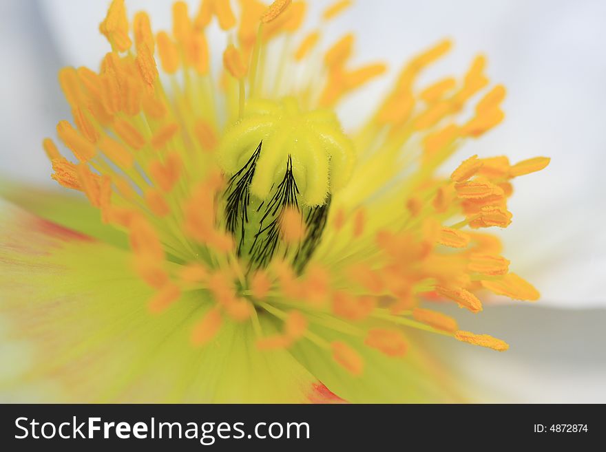 Beautiful golden flower stamen surrounded by light green petal in spring in shanghai gongqing forest park. Beautiful golden flower stamen surrounded by light green petal in spring in shanghai gongqing forest park