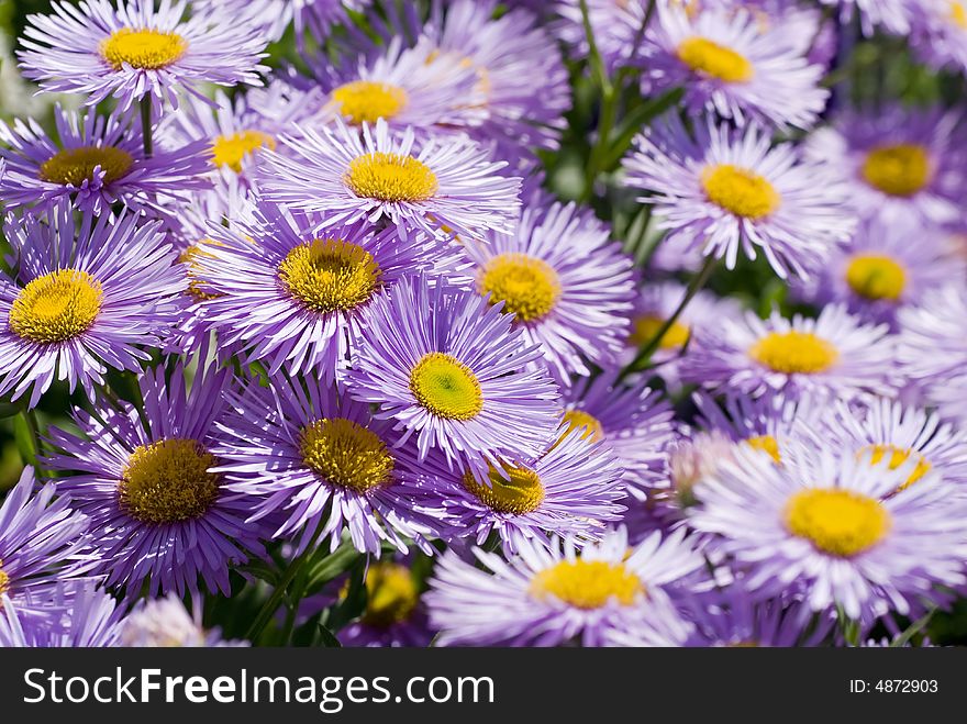 A carpet full of pretty purple daisies in this garden.