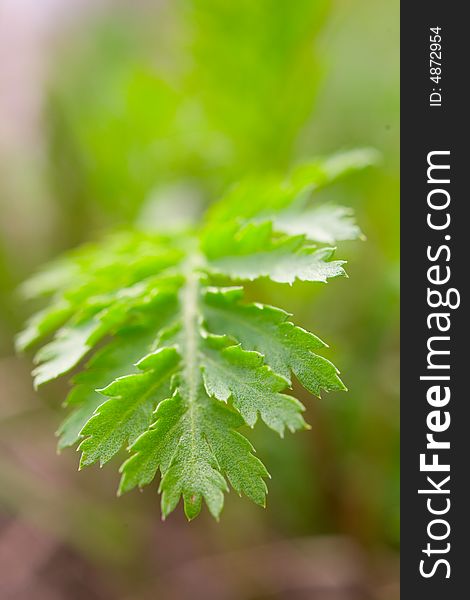 Beautiful green plant close-up background