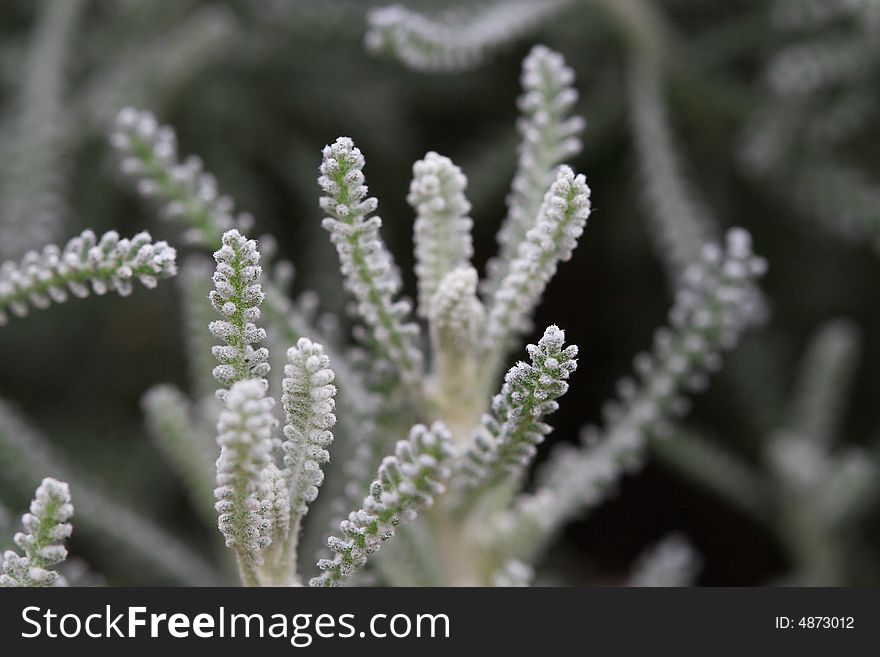 Beautiful green plant with white down in spring in shanghai gongqing forest park