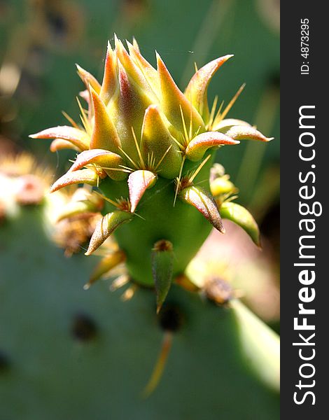 Macro shot of a Cactus blossom in the Texas desert. Macro shot of a Cactus blossom in the Texas desert.