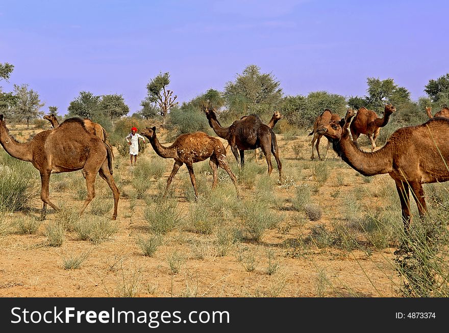 India; Jaisalmer; Camels on the desert of the thar in rajasthan