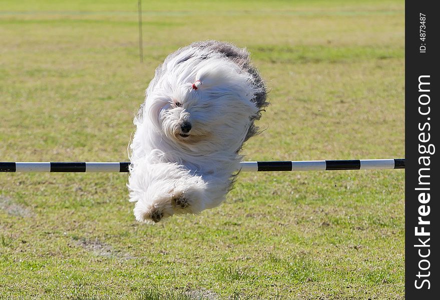 A sheepdog jumping a bar. A sheepdog jumping a bar