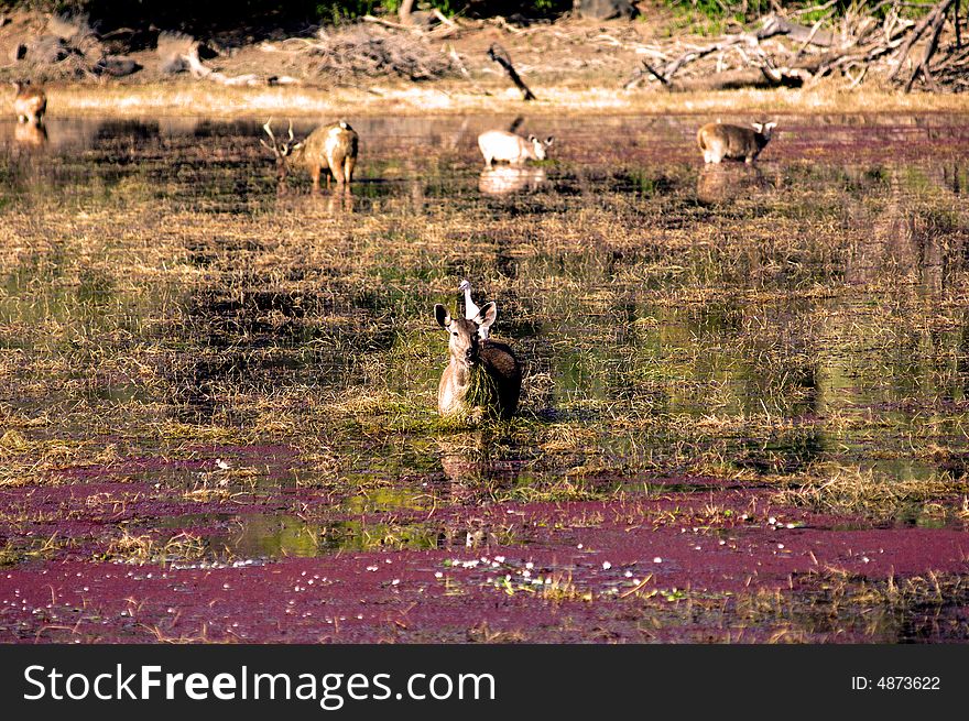 India, Ranthambore: Deers