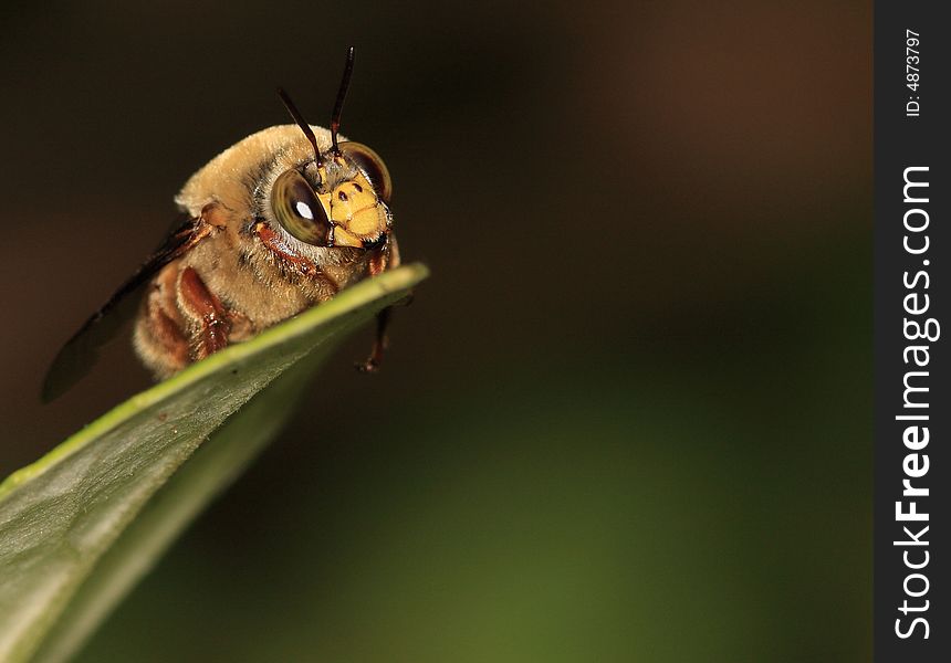 Bee resting on a leaf in low land rain forest in Bolivia. Bee resting on a leaf in low land rain forest in Bolivia