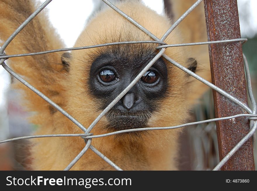 Monkey, Vietnam, Phan Thiet district. Monkey, Vietnam, Phan Thiet district