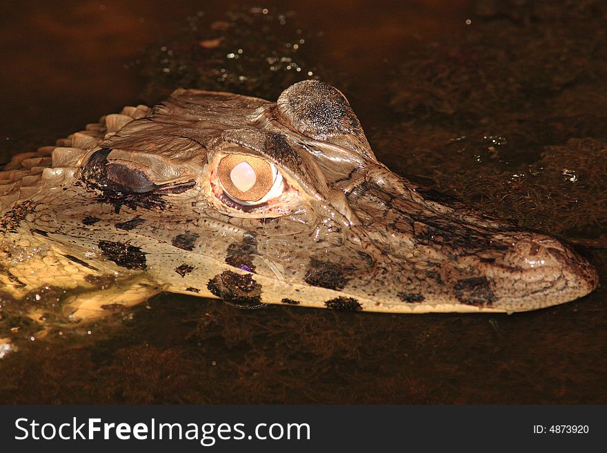 Alligator At Night