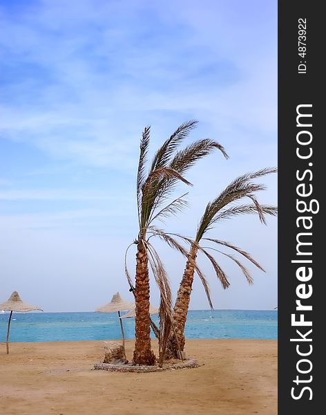 Colorful landscape of the azure sea with palm trees on the cloudy sky. Colorful landscape of the azure sea with palm trees on the cloudy sky