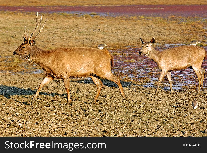 India, Ranthambore: Deers around the lake  at the end of the  afternoon