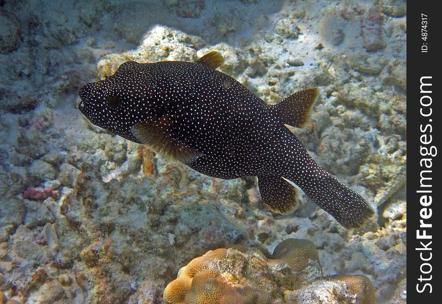 Here is a big and ugly Guineafowl puffer. italian name: Pesce Palla Punteggiato scientific name: Arothoron Meleagris 
english name: Guineafowl puffer