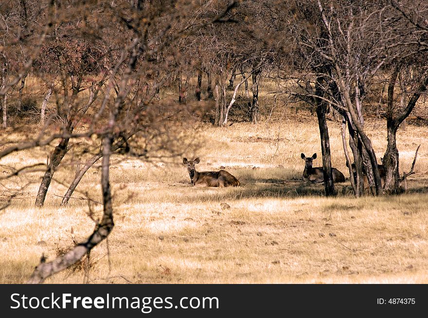 India, Ranthambore: Deers around the lake  at the end of the  afternoon