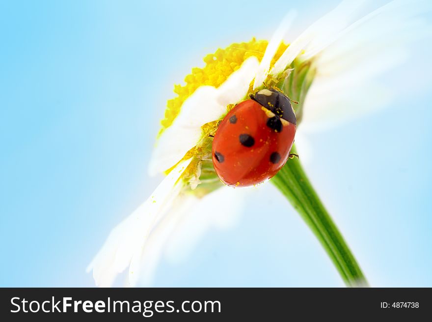 Ladybug on camomile flower