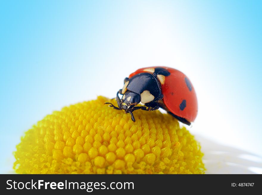 Ladybug on camomile flower under blue sky