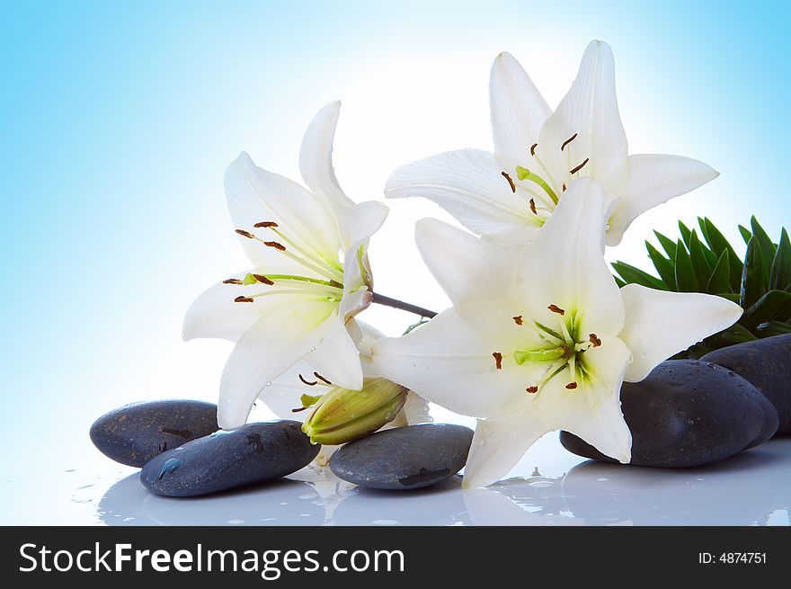 Madonna lily on blue background