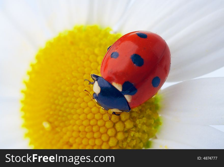Red ladybug on camomile flower