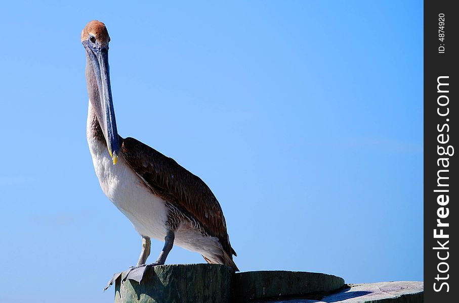 This hungry pelican is standing on the docks, scanning the water, awaiting his dinner. This hungry pelican is standing on the docks, scanning the water, awaiting his dinner.