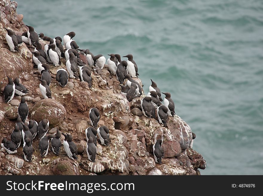 Guillemots At Fowlsheugh