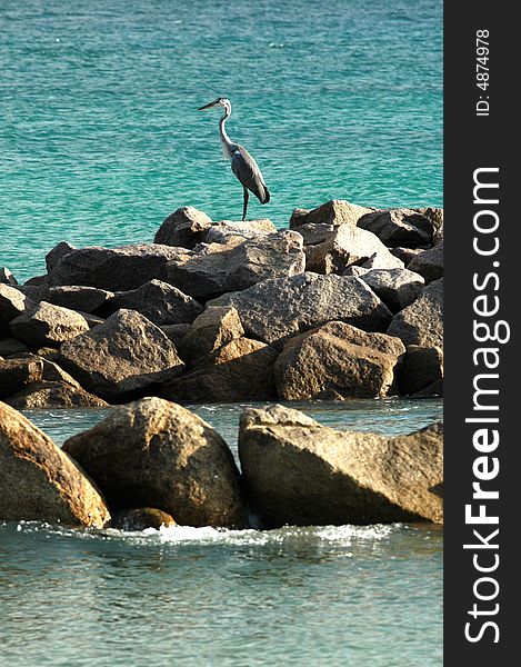 Bird fishing in clear waters of Seychelles