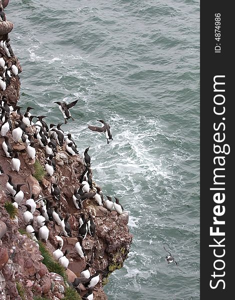 Guillemots at Fowlsheugh