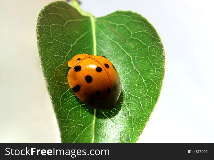 Ladybug on the leaf with white background