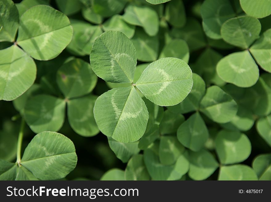 Close-up shot of clovers in the garden