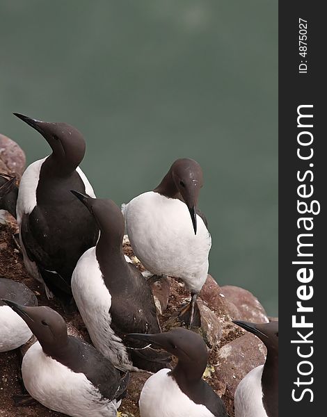 Guillemots at Fowlsheugh in April, Aberdeen, Scotland