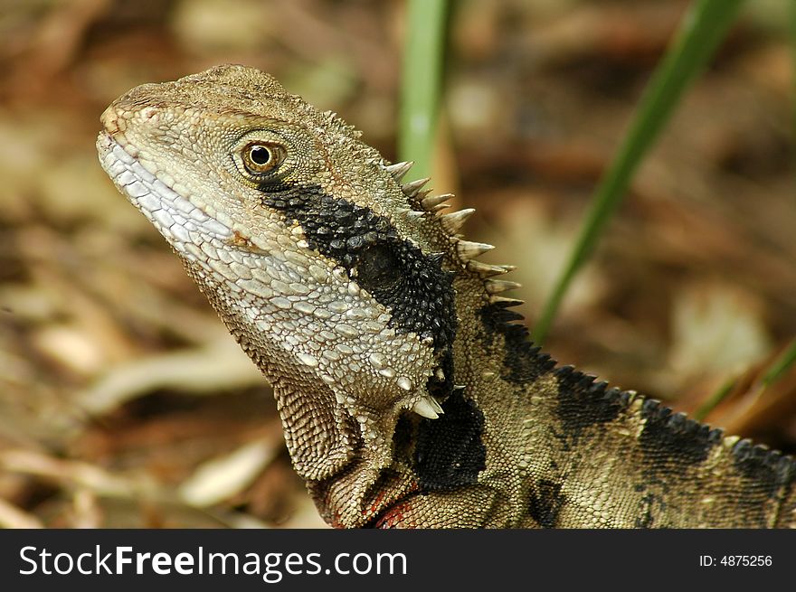 Close-up photo of australian lizard