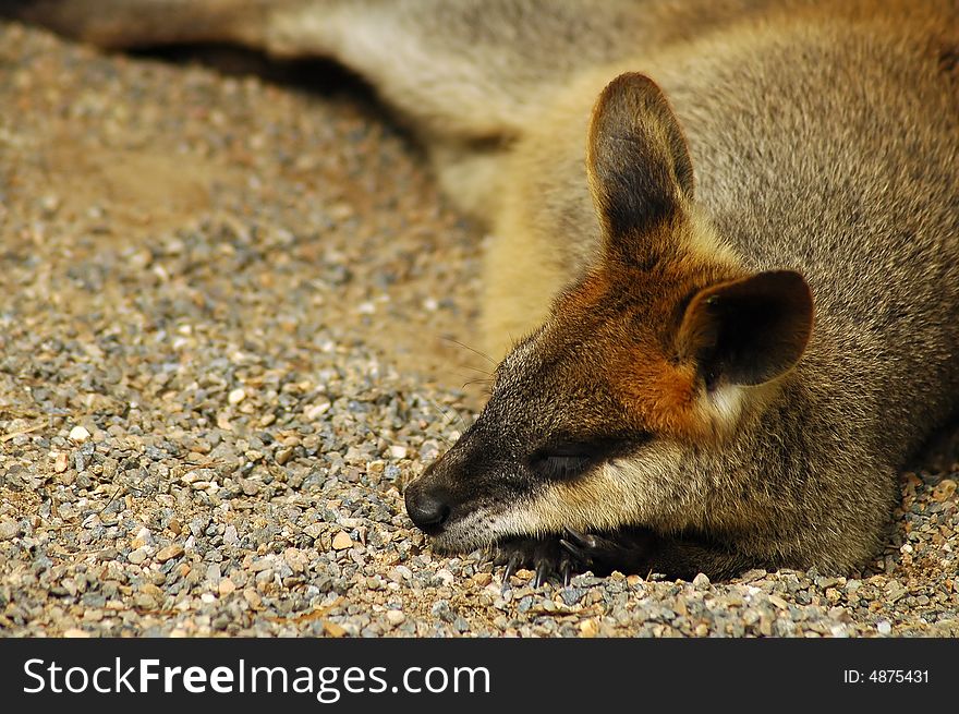 Sleeping brown kangaroo in australian zoo. Sleeping brown kangaroo in australian zoo