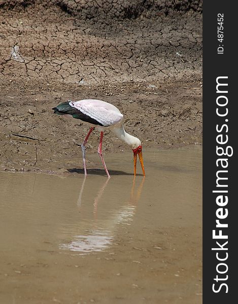 A yellow billed stork fishing in a shallow river