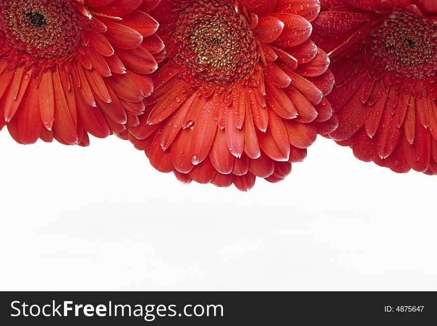 Gerber daisies with droplets on petals isolated on white