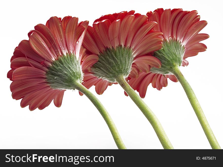 Gerbera daisies isolated on white background
