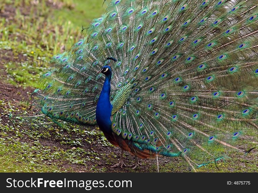 Peacock with fully opened feathers. Spring time.