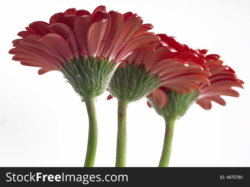 Gerbera daisies isolated on white background