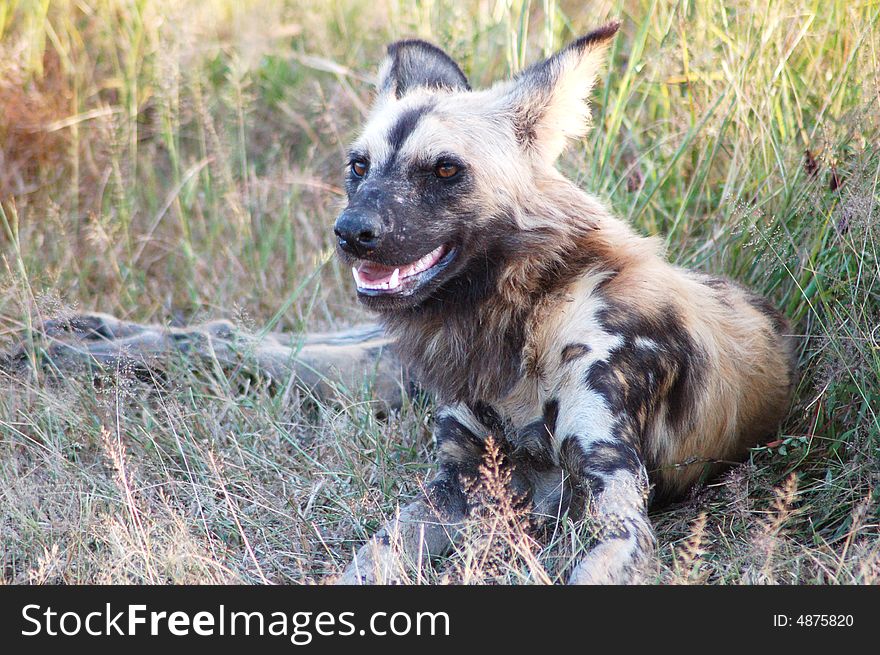 A wild dog resting in the shade after a feed