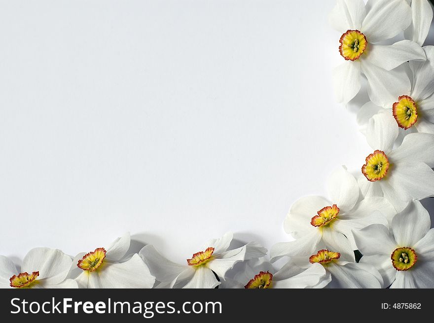 Frame with narcis flowers on white background. Frame with narcis flowers on white background
