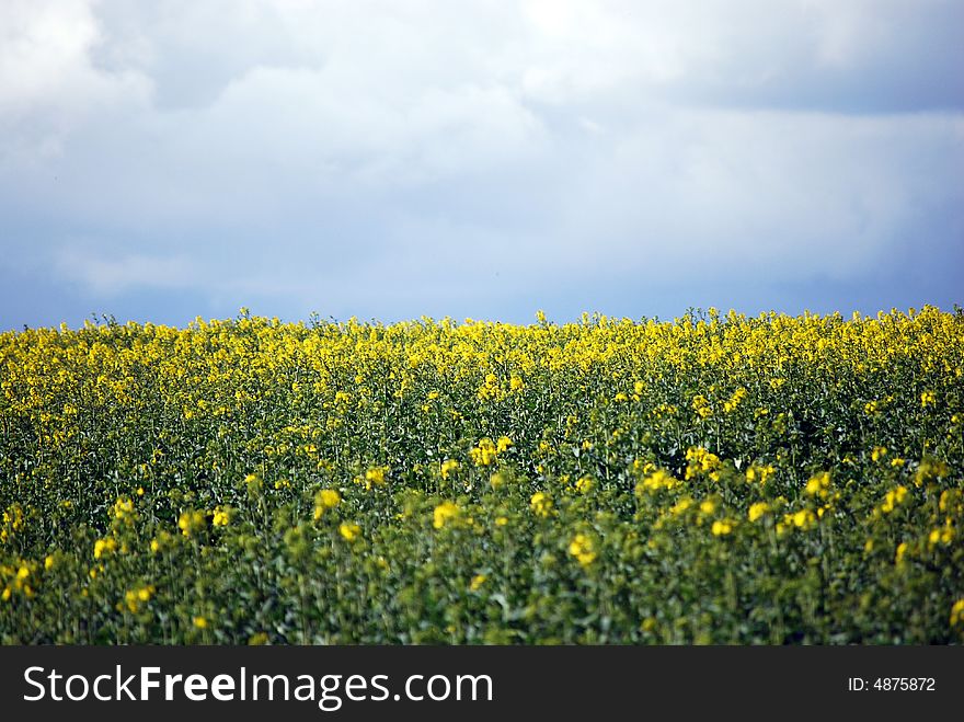 Rapeseed Field