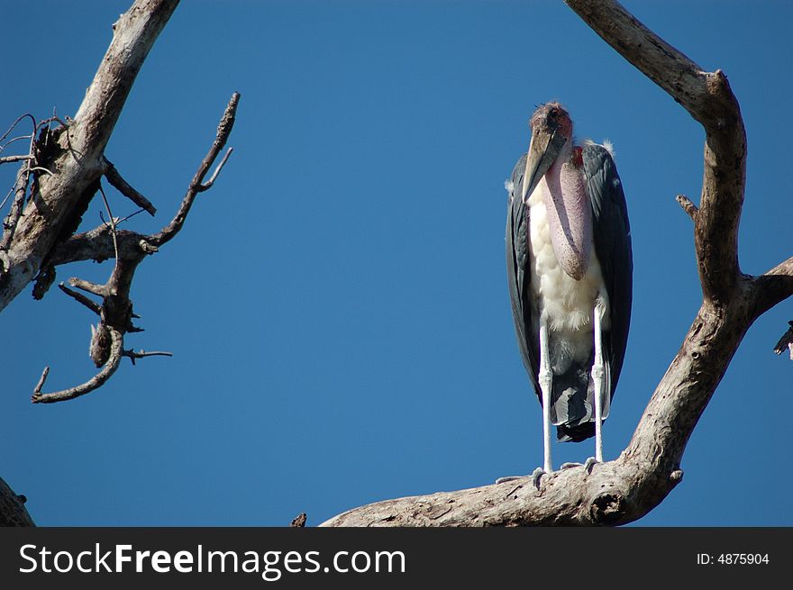 A marabou stork resting on a branch