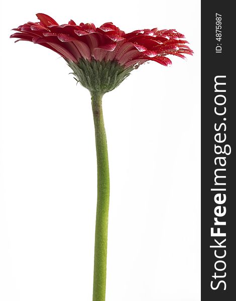 Gerber daisy with droplets on petals. Gerber daisy with droplets on petals