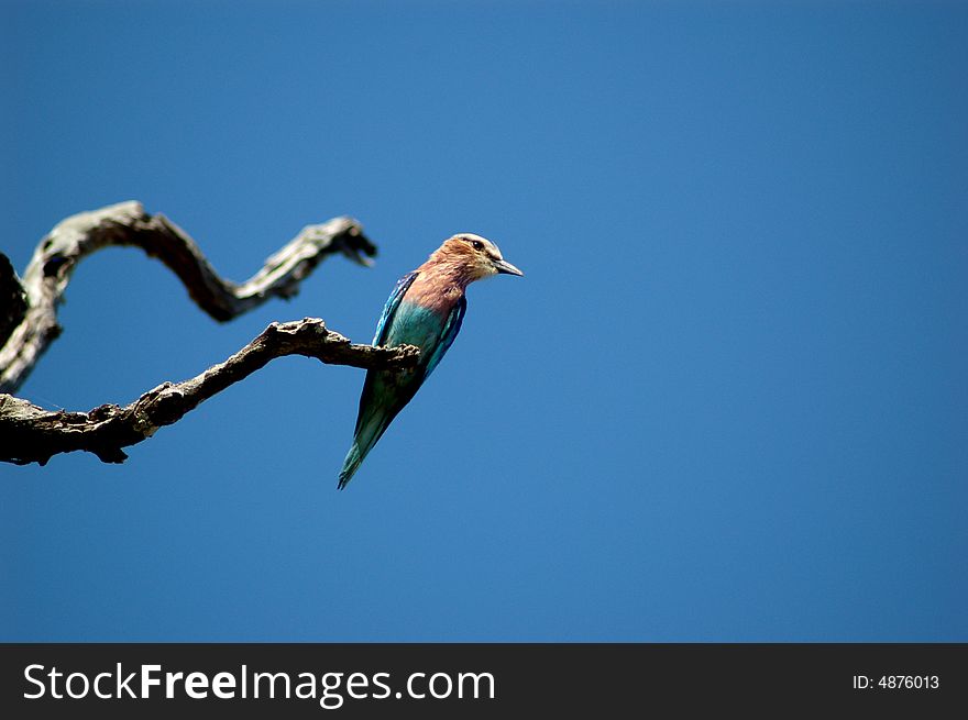 A lilac breasted roller resting on a tree branch